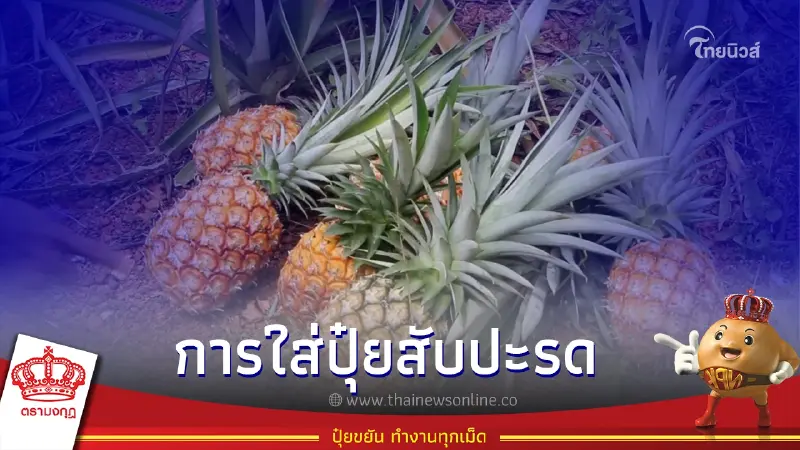 รู้จักสับปะรดสายพันธุ์เพรชบุรี 2 เทคนิคการดูแลใส่ปุ๋ยทำอย่างไร มีเคล็ดลับ รู้จักสับปะรดสายพันธุ์เพรชบุรี 2 เทคนิคการดูแลใส่ปุ๋ยทำอย่างไร มีเคล็ดลับ