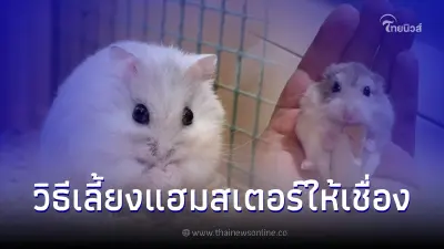 มือใหม่หัดเลี้ยงแฮมสเตอร์ต้องรู้ วิธีผูกมิตรกับแฮมสเตอร์ ต้องทำอย่างไร มือใหม่หัดเลี้ยงแฮมสเตอร์ต้องรู้ วิธีผูกมิตรกับแฮมสเตอร์ ต้องทำอย่างไร