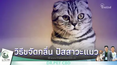 วิธีขจัดกลิ่น "ปัสสาวะแมว" ทำอย่างไรถึงจะได้ผล