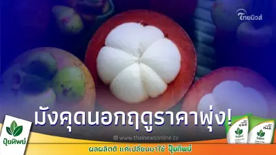 มังคุดนอกฤดู สร้างรายได้เกษตรกร สูงถึงกิโลกรัมละ 200 บาท มังคุดนอกฤดู สร้างรายได้เกษตรกร สูงถึงกิโลกรัมละ 200 บาท