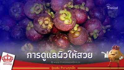 เกษตกรควรรู้ ปลูกมังคุดทุนน้อยอย่างไร ให้ผิวมันสวย แถมได้ต้นที่สมบูรณ์ เกษตกรควรรู้ ปลูกมังคุดทุนน้อยอย่างไร ให้ผิวมันสวย แถมได้ต้นที่สมบูรณ์