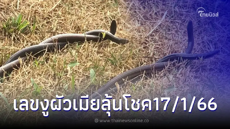 ส่องเลขเด็ด17/1/66 เลขงูผัวเมีย เกี้ยวกันหน้าร้านโจ๊ก รีบซื้อก่อนหมดแผง