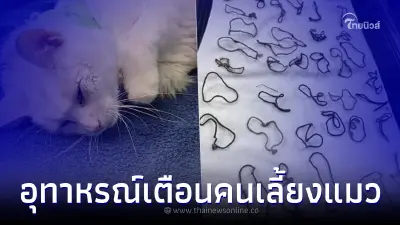 สัตวแพทย์ตัดสินใจ ผ่าท้องแมวที่ถูกทิ้ง เมื่อจู่ๆมีอาการซึมไม่รู้สาเหตุ