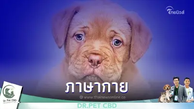 เปิดท่าทางของน้องสุนัข ภาษากายบ่งบอกพฤติกรรม