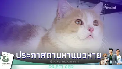 ประกาศตามหาแมวหาย!! ยายร้องไห้คิดถึงน้องทุกวันเลย