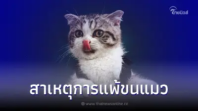 ไขกระจ่างสาเหตุการแพ้ขนแมวเกิดจากอะไร
