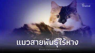 ทำความรู้จักแมวสายพันธุ์แมงซ์ แมวที่ไร้หาง