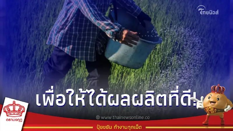 แนะเคล็ดลับการใส่ปุ๋ยในนาข้าว ที่ชาวนาควรรู้ เพื่อให้ได้ผลผลิตที่ดี แนะเคล็ดลับการใส่ปุ๋ยในนาข้าว ที่ชาวนาควรรู้ เพื่อให้ได้ผลผลิตที่ดี