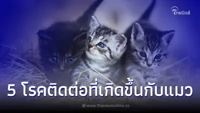 5 โรคติดต่อสำคัญที่เกิดขึ้นกับแมวภัยเงียบที่ควรระวัง