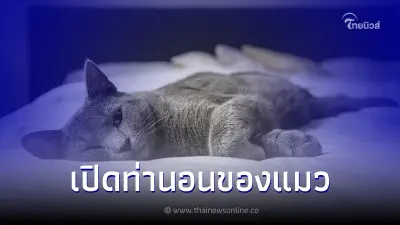 เปิดท่านอนของแมวกับความหมายที่ซ่อนอยู่