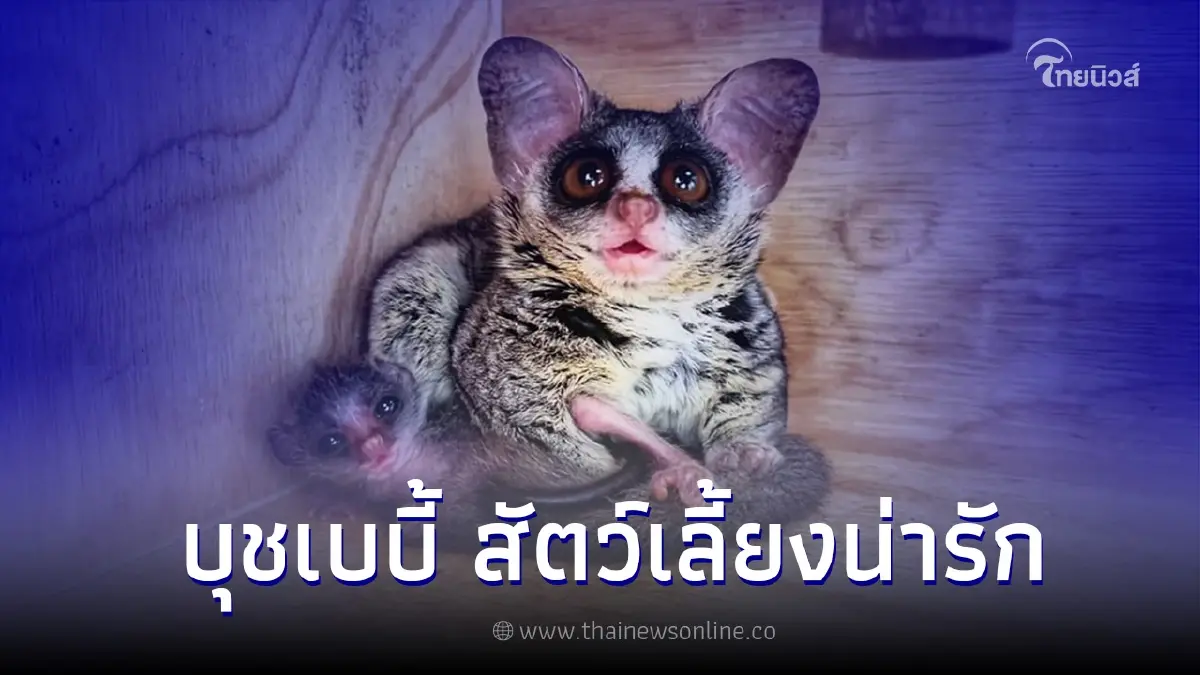 บุชเบบี้ สัตว์เลี้ยงน่ารัก เชื่องและรักเจ้าของสุดๆ บุชเบบี้ สัตว์เลี้ยงน่ารัก เชื่องและรักเจ้าของสุดๆ