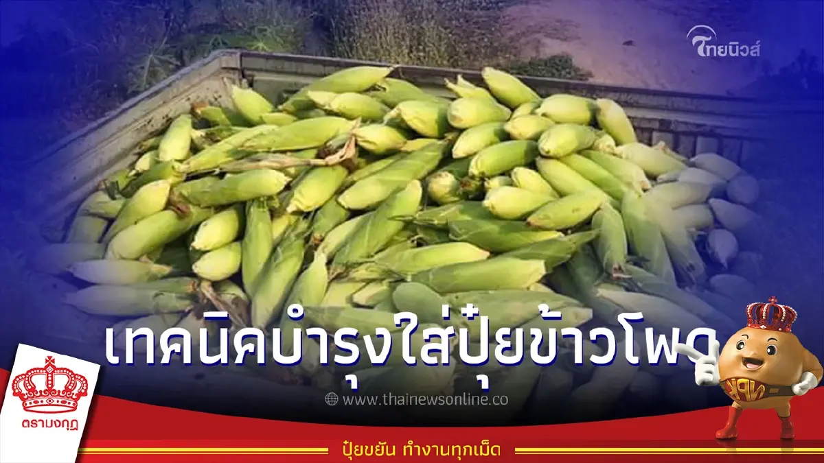 แนะข้อดีข้าวโพดเลี้ยงสัตว์ลูกผสมพันธุ์นครสวรรค์ 5 พร้อมเทคนิคการใส่ปุ๋ย