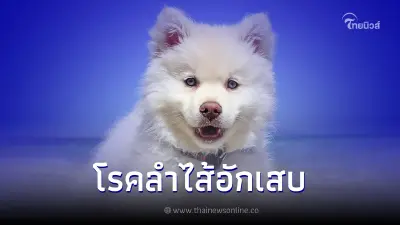 เปิดวิธีป้องกันและรักษาโรคลำไส้อักเสบในสุนัข