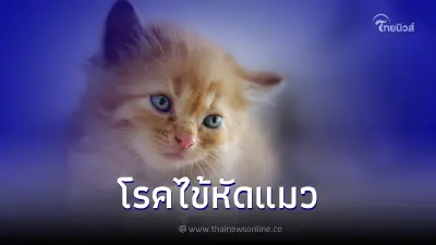 เปิดสาเหตุของโรคไข้หัดแมวและวิธีป้องกัน
