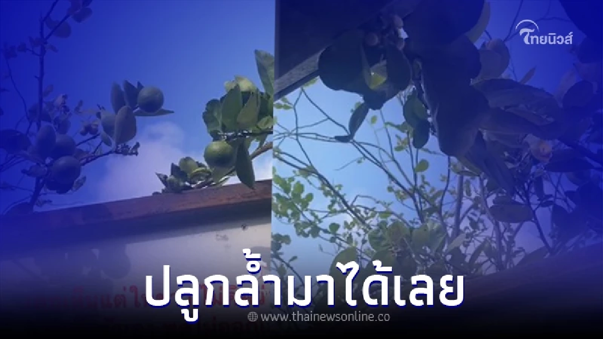 สาวเห็นกิ่งไม้เพื่อนบ้าน ล้ำเข้ามาในบ้านแต่ไม่เคยว่า แถมยังขอบคุณ สาวเห็นกิ่งไม้เพื่อนบ้าน ล้ำเข้ามาในบ้านแต่ไม่เคยว่า แถมยังขอบคุณ