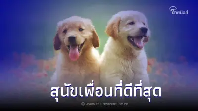 เลี้ยงสุนัขเพื่ออะไร อย่าเพิ่งเลี้ยงถ้ายังไม่รู้ 4 ข้อนี้