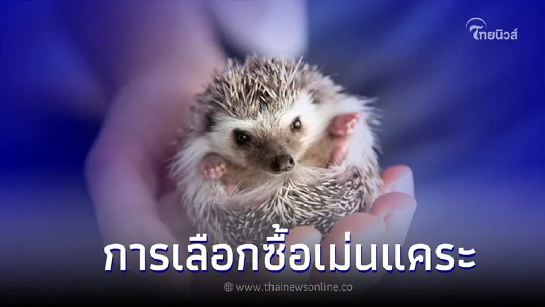 วิธีเลือกซื้อเม่นแคระ ต้องเลือกซื้ออย่างไรบ้าง