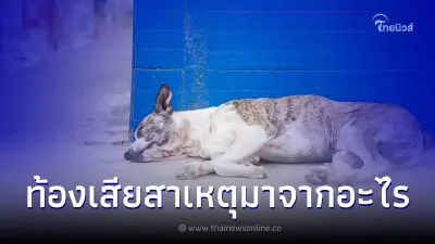 สุนัขท้องเสียสาเหตุมาจากอะไรและวิธีป้องกันรักษา