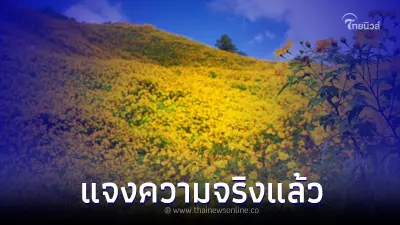 แชร์ว่อน ดอกบัวตองช่วยรักษาโรคมะเร็งได้ ล่าสุด สถาบันมะเร็งฯ ชี้แจงแล้ว แชร์ว่อน ดอกบัวตองช่วยรักษาโรคมะเร็งได้ ล่าสุด สถาบันมะเร็งฯ ชี้แจงแล้ว