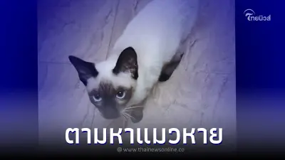 หนุ่มอุทัยฯ ประกาศตามหาแมว น้องแอปเปิ้ล หายไปกว่า 10 วันแล้ว เงินรางวัล 1 แสน