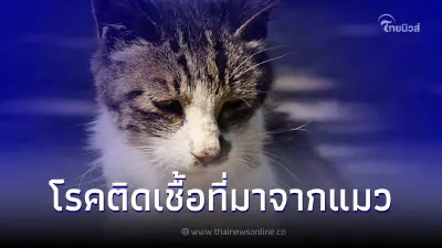 โรคทอคโซพลาสโมซิสในแมว (Toxoplasmosis) คืออะไร?