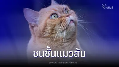 "แมวส้ม" มักมีพฤติกรรมก้าวร้าวและดึงดูดกว่าแมวสีอื่น ๆ