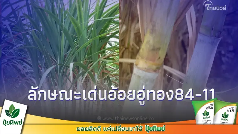 เผย 4 ลักษณะเด่น อ้อยพันธุ์อู่ทอง 84-11