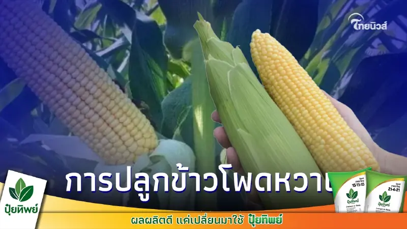วิธีการปลูกข้าวโพดหวานและข้อกำหนดเรื่องคุณภาพผลผลิต