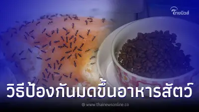 4 วิธีการป้องกันมดขึ้นอาหารสัตว์เลี้ยง
