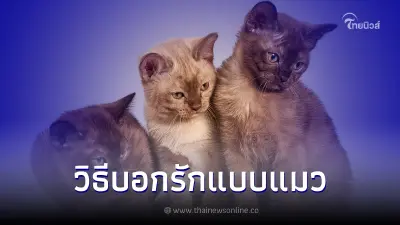 เปิด 8 พฤติกรรมของ"แมว" ที่บอกรักเจ้าของ