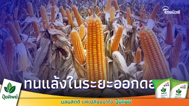 ข้าวโพดเลี้ยงสัตว์ลูกผสมพันธุ์นครสวรรค์ 3 มีความทนทานแล้งในระยะออกดอก