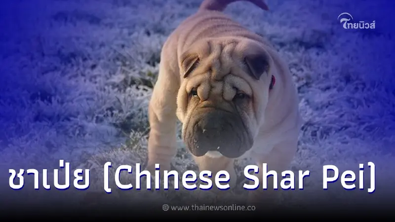 ชาเป่ย (Chinese Shar Pei) สุขุม ซื่อสัตย์ น่ารัก ชาเป่ย (Chinese Shar Pei) สุขุม ซื่อสัตย์ น่ารัก