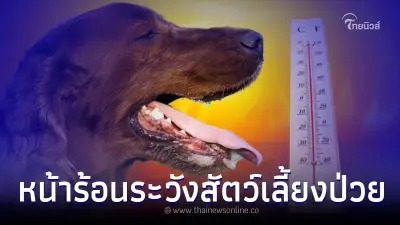 หน้าร้อนต้องระวัง สัตว์เลี้ยงป่วย เป็นโรคยอดฮิต