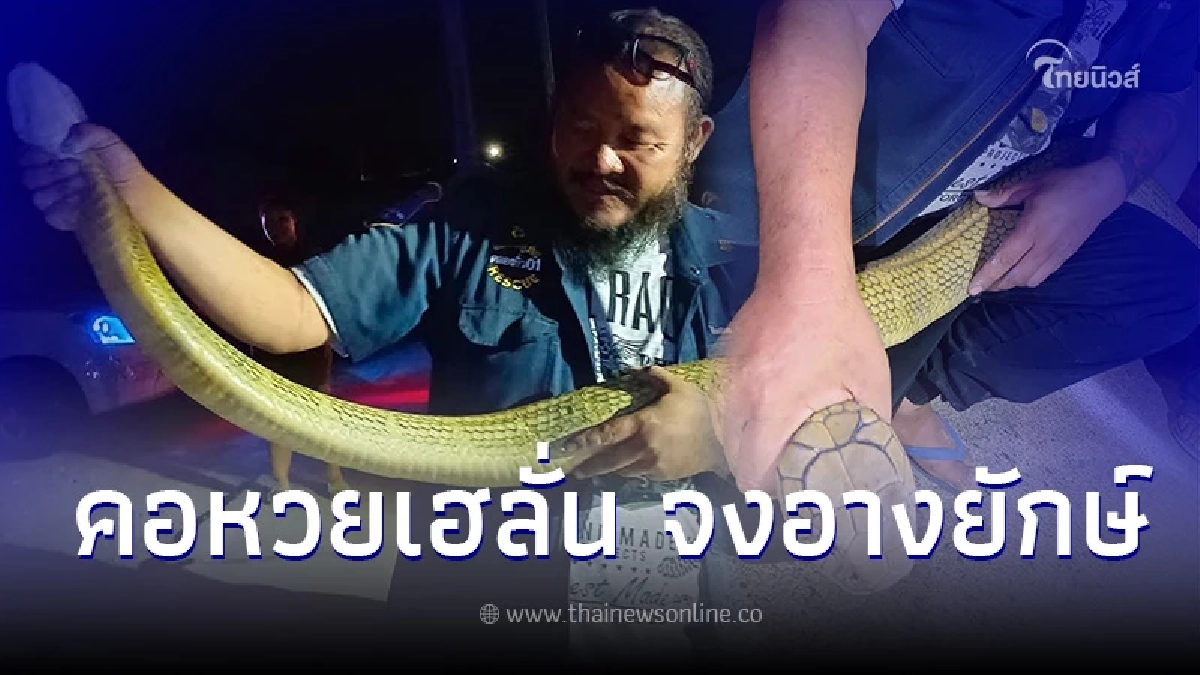 งูจงอางยักษ์สีทอง ให้โชคงวด 16/03/66 เลขทะเบียนรถกู้ภัยเข้าเต็มๆ