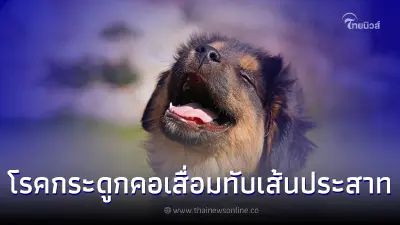 ทำความรู้จัก "โรคกระดูกคอเสื่อมทับเส้นประสาท" อันตรายของสุนัขพันธุ์ใหญ่