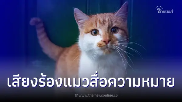 ไขข้อสงสัยเสียงร้องของแมวสื่อความหมายว่าอย่างไร ไขข้อสงสัยเสียงร้องของแมวสื่อความหมายว่าอย่างไร