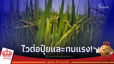 ลักษณะเด่นข้าว”สุรินทร์ 1” ตอบสนองต่อปุ๋ยสูง ทนแล้ง และคุณภาพการสีดี ลักษณะเด่นข้าว”สุรินทร์ 1” ตอบสนองต่อปุ๋ยสูง ทนแล้ง และคุณภาพการสีดี