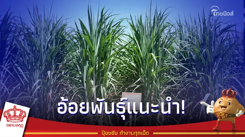 อ้อยพันธุ์แนะนำ อู่ทอง 17 ให้ผลผลิตอ้อยและน้ำตาลสูง อีกทั้งต้านทานโรคแส้ดำ