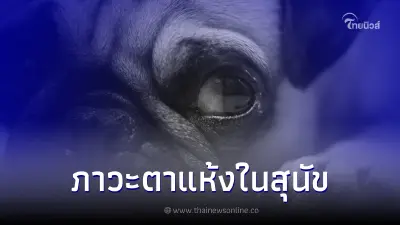 เปิดสาเหตุภาวะตาแห้งในสุนัขและวิธีรักษา