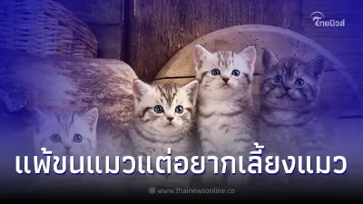 แพ้ขนแมวแต่อยากเลี้ยงแมว มีวิธีแก้ปัญหาอย่างไรบ้าง