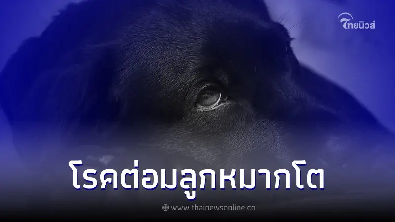 "โรคต่อมลูกหมากในสุนัข" พบได้บ่อยในสุนัขเพศผู้! "โรคต่อมลูกหมากในสุนัข" พบได้บ่อยในสุนัขเพศผู้!