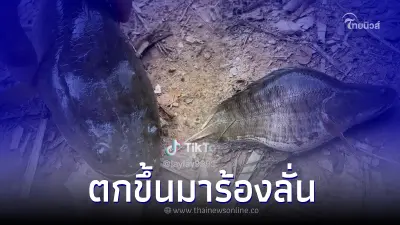 หนุ่มงงหนัก ตกได้ปลาช่อน แต่ลักษณะตัวแปลกๆ งานนี้เจอชาวเน็ตคอมเมนต์แซว