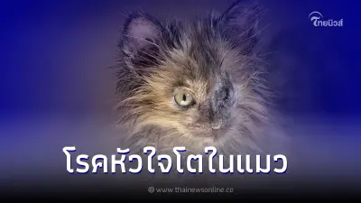 เปิดสาเหตุโรคหัวใจโตในแมวและวิธีรักษา