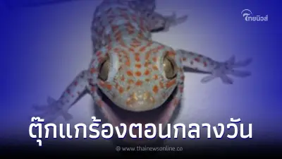 ตุ๊กแกร้องตอนกลางวัน มีความเชื่อว่าเป็นลางร้าย