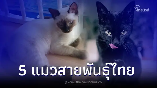 5 แมวสายพันธุ์ไทยน่าเลี้ยง น่ารักและยังเชื่องด้วย