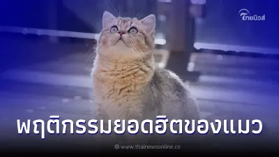 แมวคิดอะไรอยู่! เปิด 5 พฤติกรรมยอดฮิตของแมว