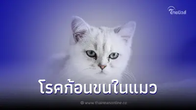 รู้หรือไม่? แมวขย้อนบางสิ่งออกมาลักษณะเป็นก้อนขน ๆ อันตรายมากแค่ไหน