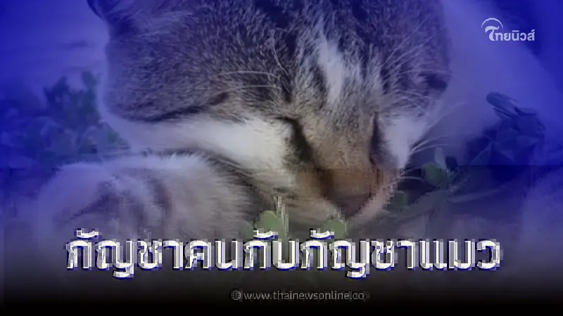 แยกให้ออก กัญชาคนกับกัญชาแมว ไม่เหมือนกัน! แยกให้ออก กัญชาคนกับกัญชาแมว ไม่เหมือนกัน!