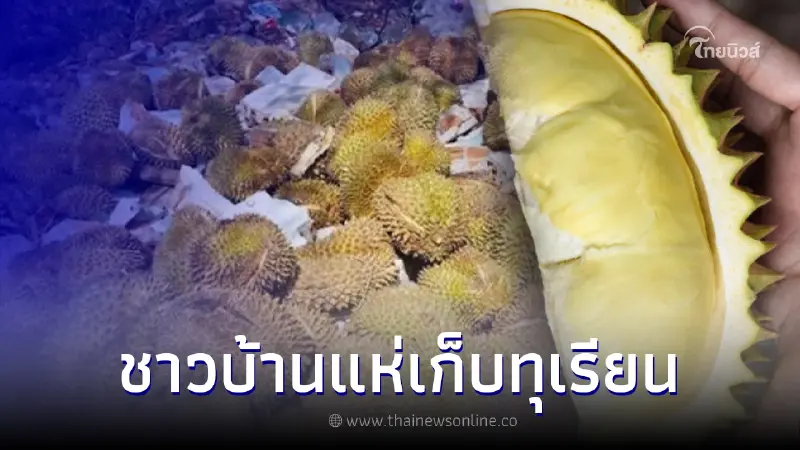 ฮือฮา "ชาวบ้านแห่เก็บทุเรียน" ถูกทิ้งข้างถนน คาดหนักรวมกว่า 100 กิโล ฮือฮา "ชาวบ้านแห่เก็บทุเรียน" ถูกทิ้งข้างถนน คาดหนักรวมกว่า 100 กิโล