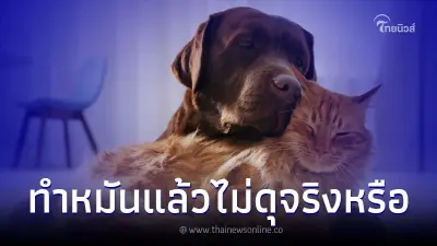 สุนัข แมว ทำหมันแล้วจะไม่ดุ จริงหรือไม่